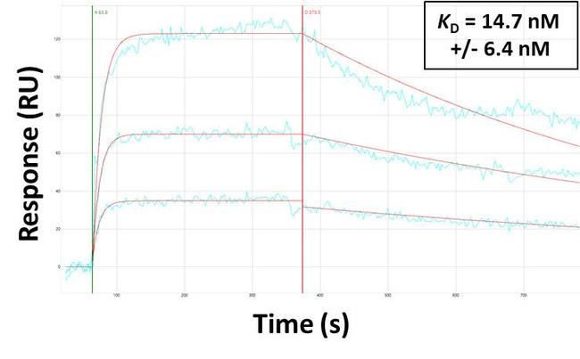 GlyT2 Antibody in Surface plasmon resonance (SPR)