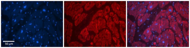 GlyT2 Antibody in Immunohistochemistry (Paraffin) (IHC (P))