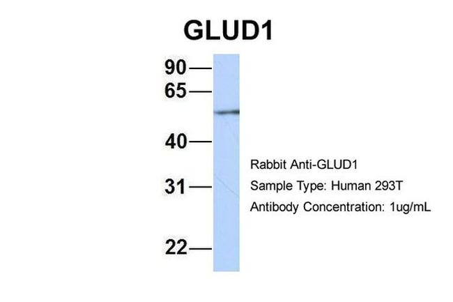 GluD1 Antibody in Western Blot (WB)