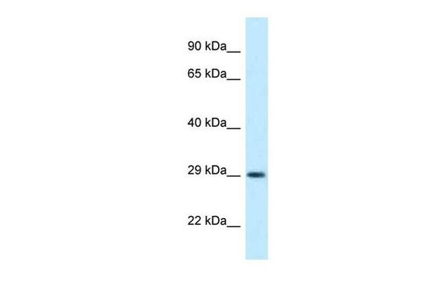 OLIG1 Antibody in Western Blot (WB)