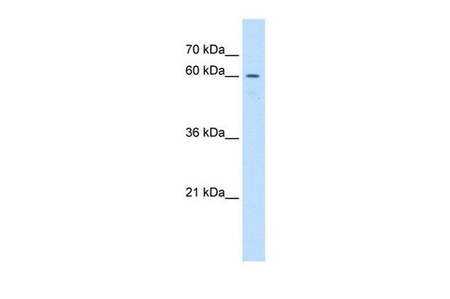 UNCX Antibody in Western Blot (WB)