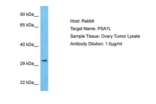 PSMA8 Antibody in Western Blot (WB)