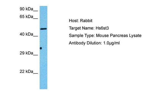 Hs6st3 Antibody in Western Blot (WB)