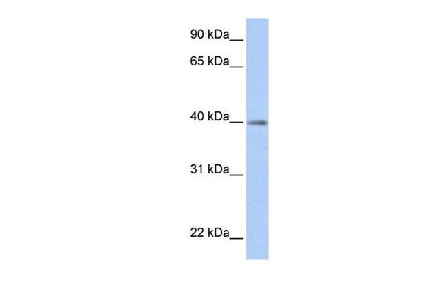 LOC641515 Antibody in Western Blot (WB)