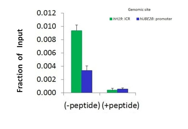 SUV420H1 Antibody in ChIP Assay (CHIP)