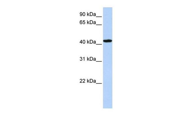 TADA1L Antibody in Western Blot (WB)