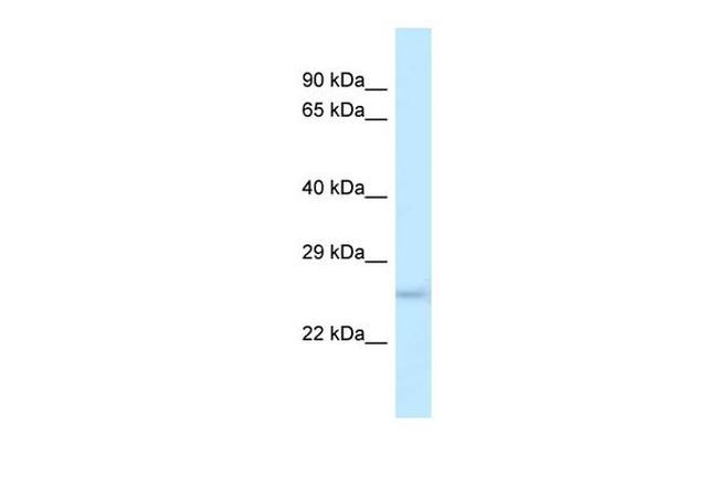 DUSP19 Antibody in Western Blot (WB)