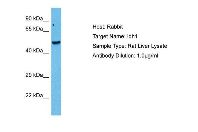 IDH1 Antibody in Western Blot (WB)