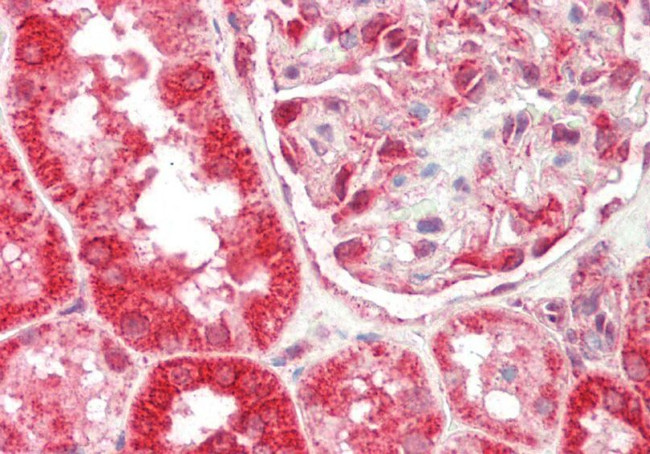 Thioredoxin 2 Antibody in Immunohistochemistry (Paraffin) (IHC (P))