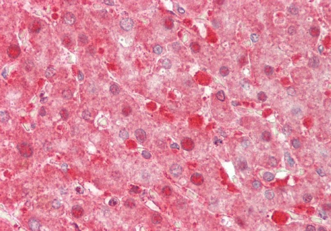 Thioredoxin 2 Antibody in Immunohistochemistry (Paraffin) (IHC (P))