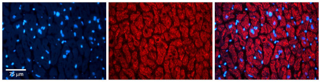 Thioredoxin 2 Antibody in Immunohistochemistry (Paraffin) (IHC (P))