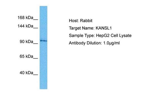 KANSL1 Antibody in Western Blot (WB)