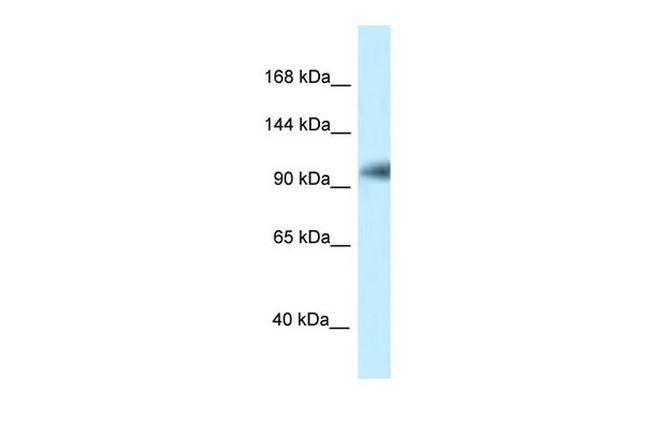 KANSL1 Antibody in Western Blot (WB)