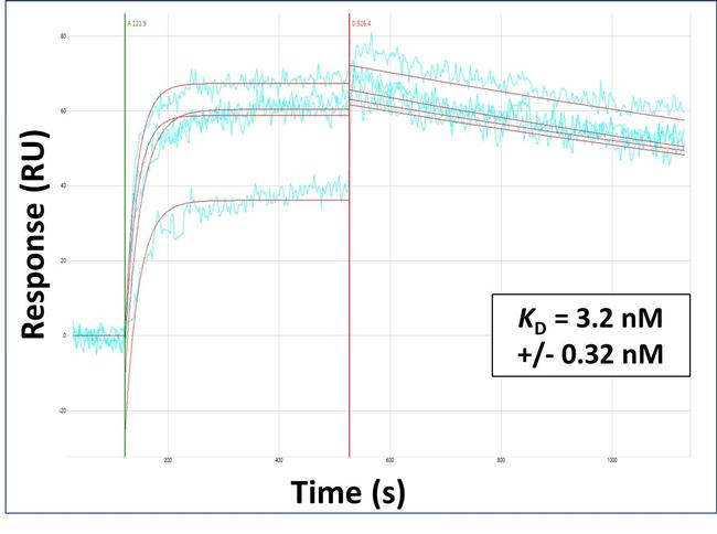 K-Ras Antibody in Surface plasmon resonance (SPR)