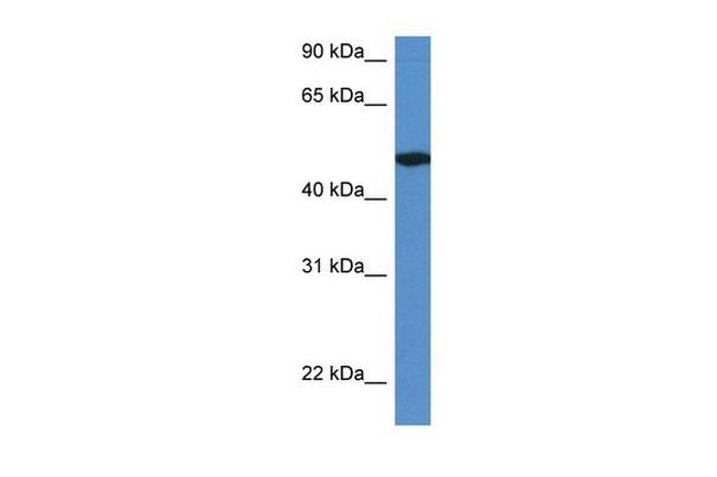 IER5L Antibody in Western Blot (WB)