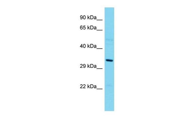 EAPP Antibody in Western Blot (WB)