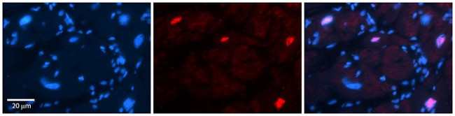 POU3F3 Antibody in Immunohistochemistry (Paraffin) (IHC (P))