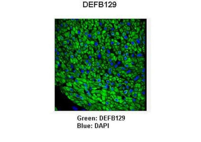 DEFB129 Antibody in Immunohistochemistry (IHC)