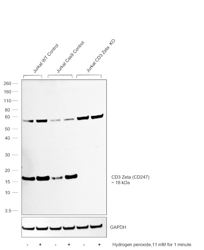 CD3 zeta (CD247) Antibody