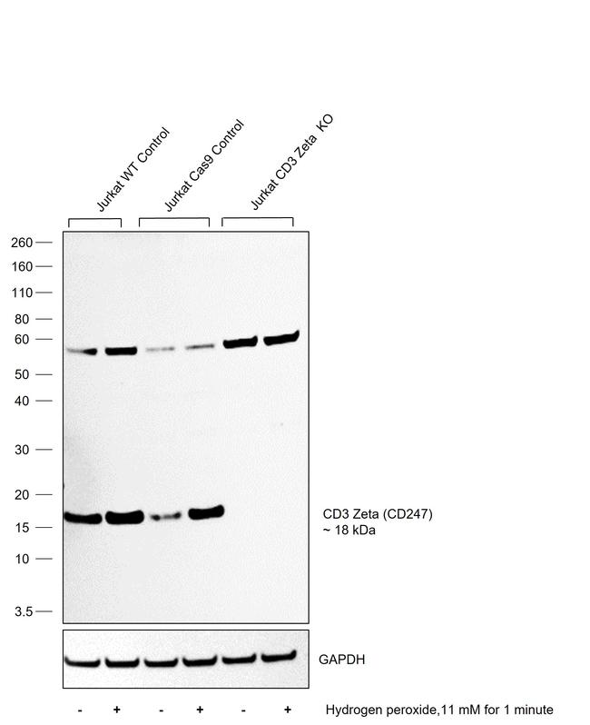 CD3 zeta (CD247) Antibody in Western Blot (WB)