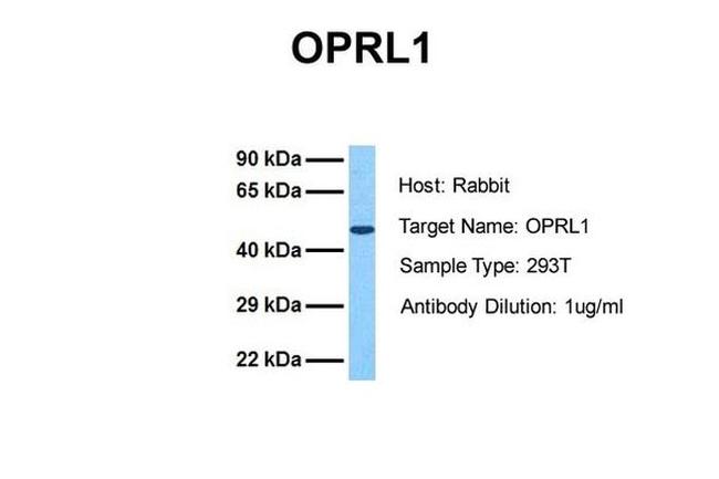 OPRL1 Antibody in Western Blot (WB)