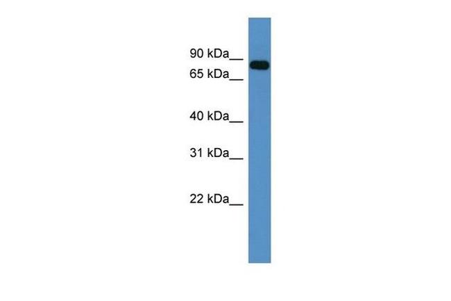 COL9A3 Antibody in Western Blot (WB)