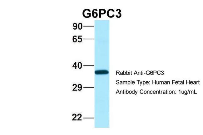 G6PC3 Antibody in Western Blot (WB)