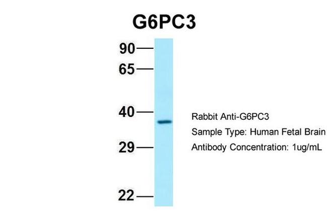 G6PC3 Antibody in Western Blot (WB)