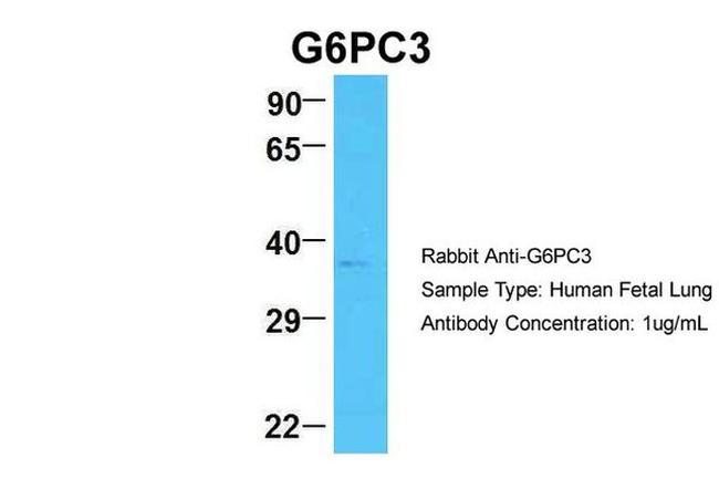 G6PC3 Antibody in Western Blot (WB)