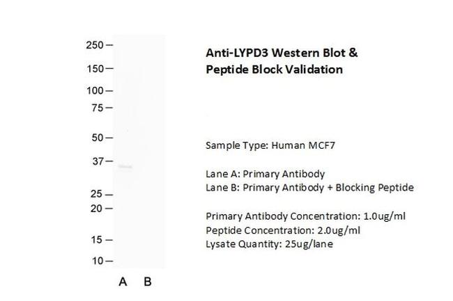 LYPD3 Antibody in Western Blot (WB)