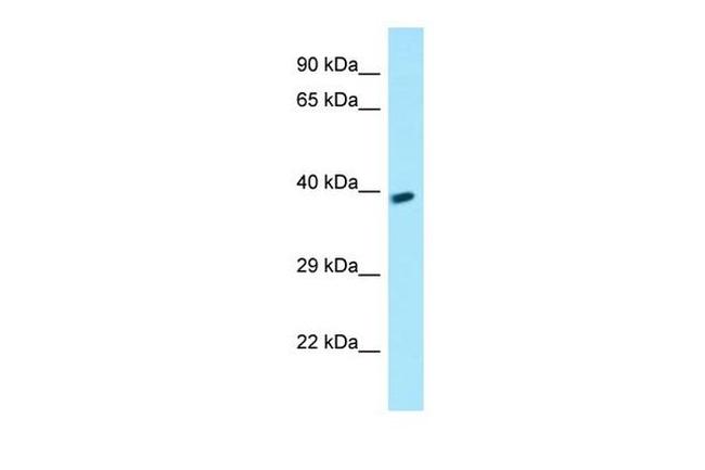 GPR78 Antibody in Western Blot (WB)