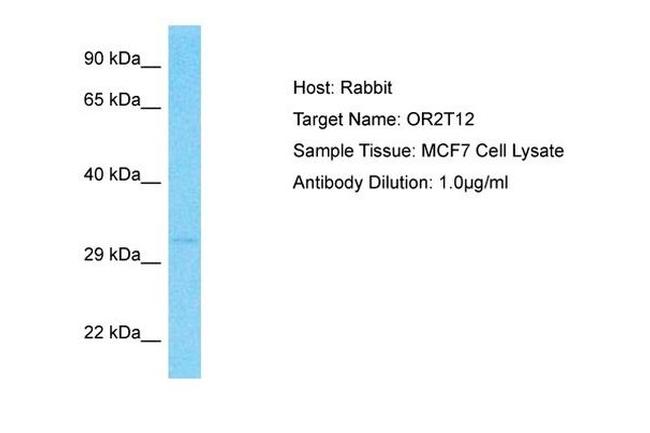 OR2T12 Antibody in Western Blot (WB)