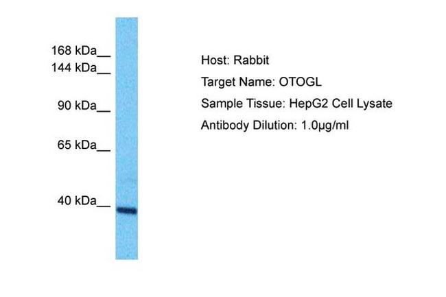 OTOGL Antibody in Western Blot (WB)