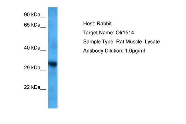 OLR1514 Antibody in Western Blot (WB)
