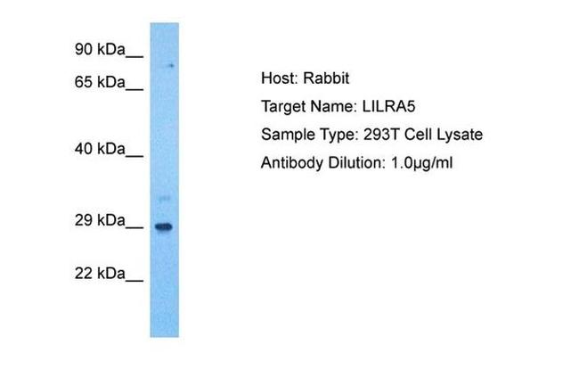 LILRA5 Antibody in Western Blot (WB)