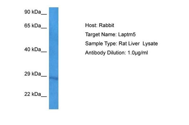 LAPTM5 Antibody in Western Blot (WB)