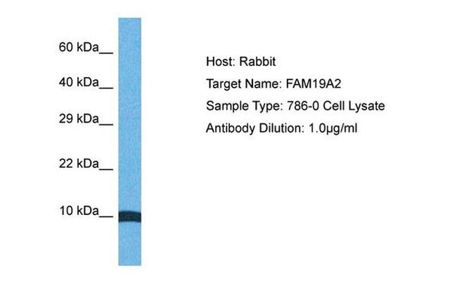 TAFA2 Antibody in Western Blot (WB)