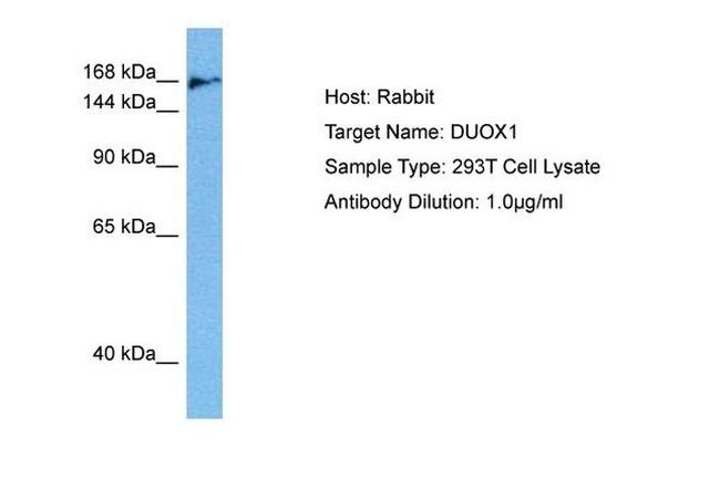 DUOX1 Antibody in Western Blot (WB)