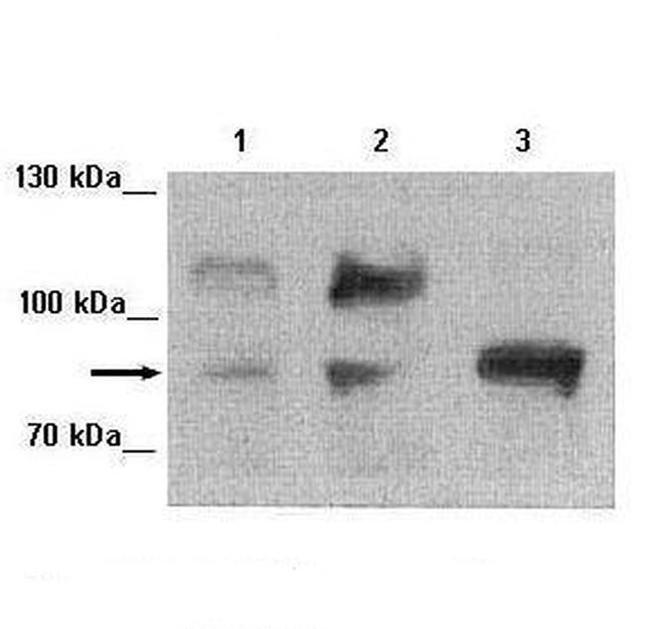 FOXM1 Antibody in Western Blot (WB)