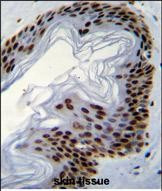 IFI35 Antibody in Immunohistochemistry (Paraffin) (IHC (P))