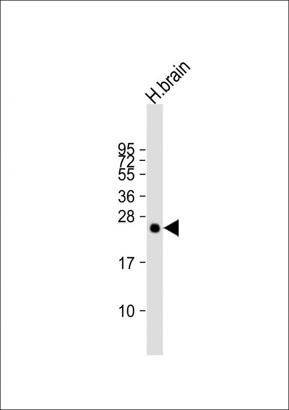 PLD6 Antibody in Western Blot (WB)