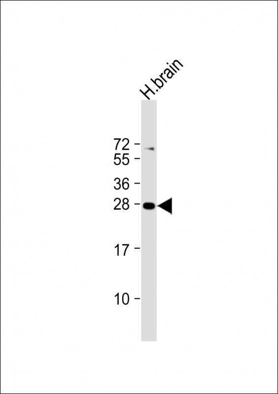 PLD6 Antibody in Western Blot (WB)