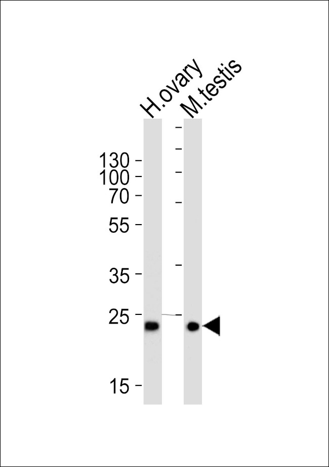 PLD6 Antibody in Western Blot (WB)