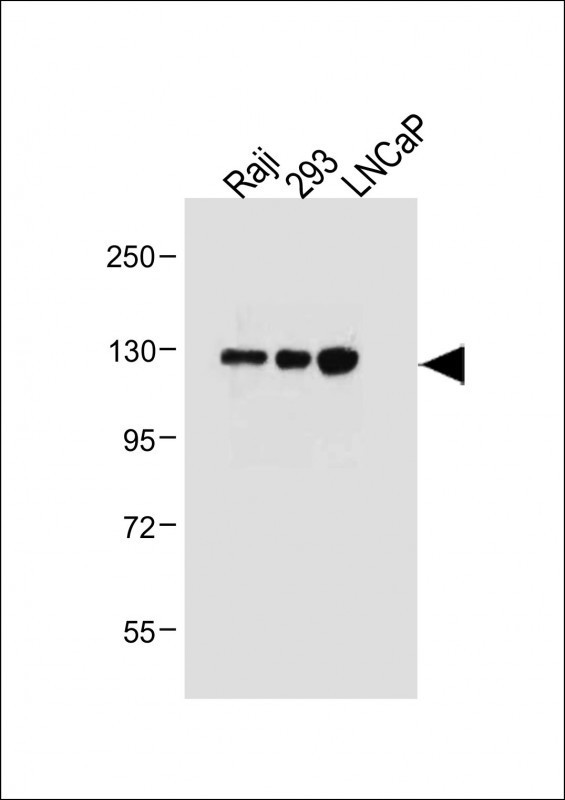 ITGA8 Antibody in Western Blot (WB)