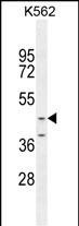 OC90 Antibody in Western Blot (WB)