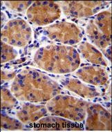 GIN1 Antibody in Immunohistochemistry (Paraffin) (IHC (P))