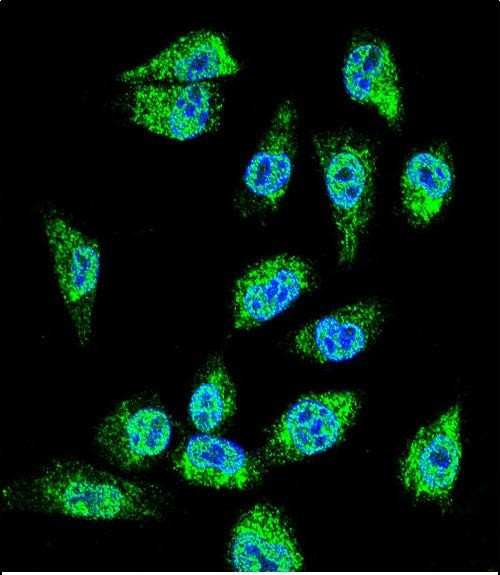 MIC-1 Antibody in Immunocytochemistry (ICC/IF)