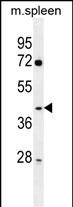 NFKBID Antibody in Western Blot (WB)