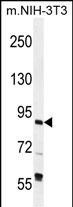 GTF3C4 Antibody in Western Blot (WB)