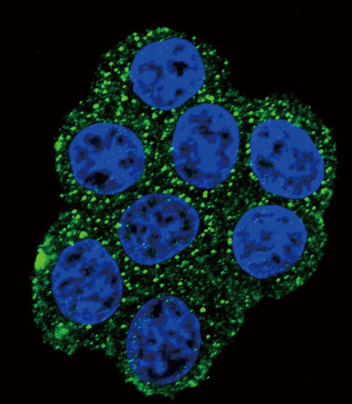 SDHD Antibody in Immunocytochemistry (ICC/IF)